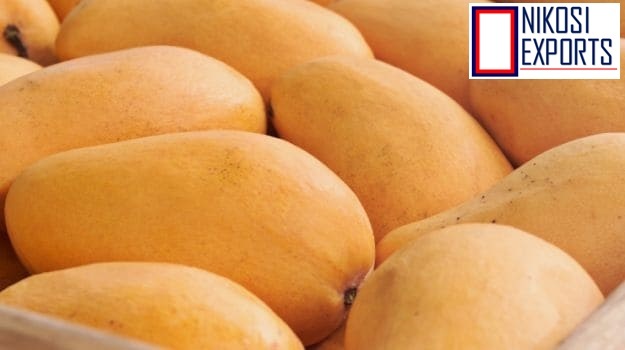 Yellow Fresh Totapuri Mangoes