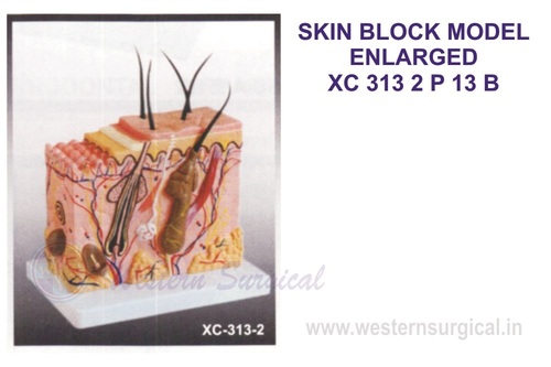 स्किन ब्लॉक मॉडल