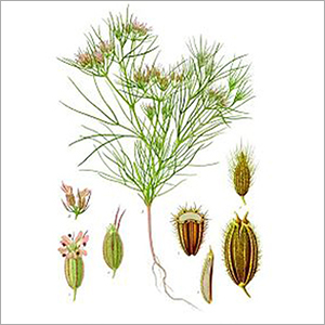 जीरा ग्रेड: मसाला