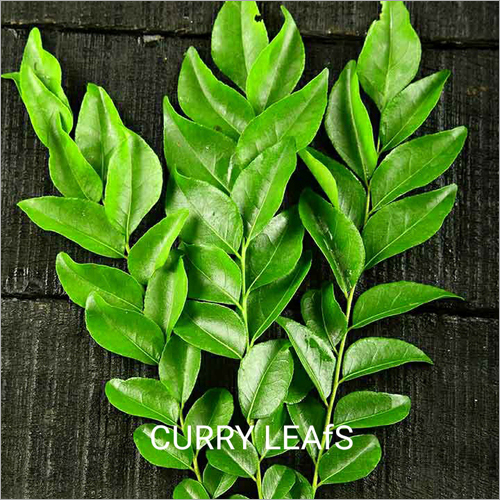 Curry Leaf - Fresh Herb, Common Cultivation | Suitable for All Ages, Store in Cool Conditions, Enhances Southeast Asian Cuisine
