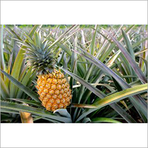 Fresh Pineapple - Common Cultivation Type, Sweet Flavour Profile | Originating from India
