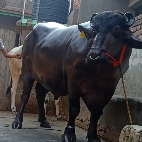 Murrah Bull - 10-22 Liter Daily Milk Capacity | Female, Black Breed