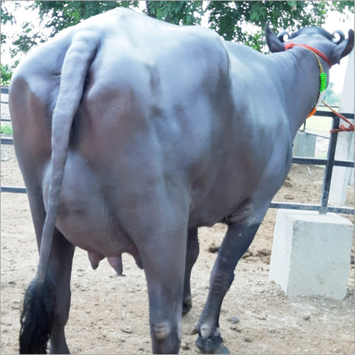 Murrah Buffalo - 19 Liter Milk Yielding 2nd Lactation With Female Calf | Black, Murrah Breed