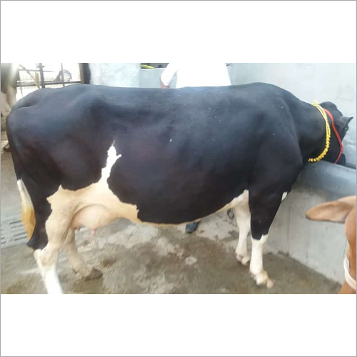 Black And White Top Hf Cow
