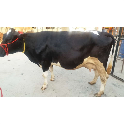 Black And White Top Hf Cow