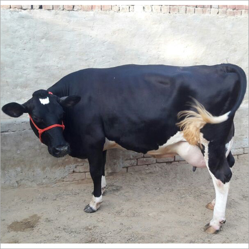 Black And White Top Hf Cow