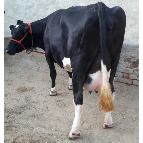 Black And White Top Hf Cow
