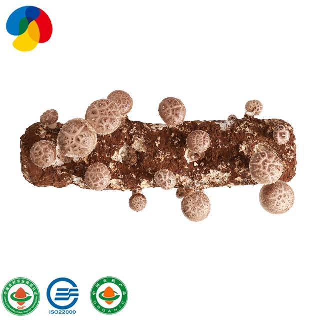 Factory Direct Sale Organic Mushroom Spawn / Logs For Mushroom Farm