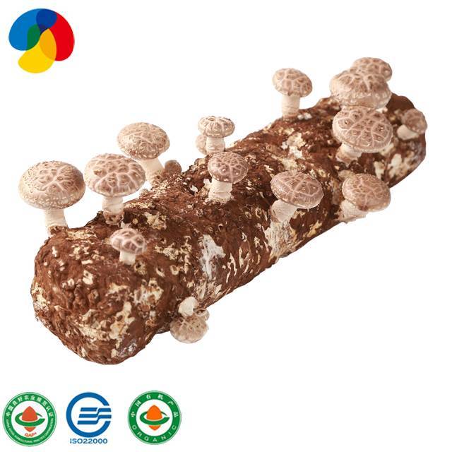 Factory Direct Sale Organic Mushroom Spawn / Logs For Mushroom Farm