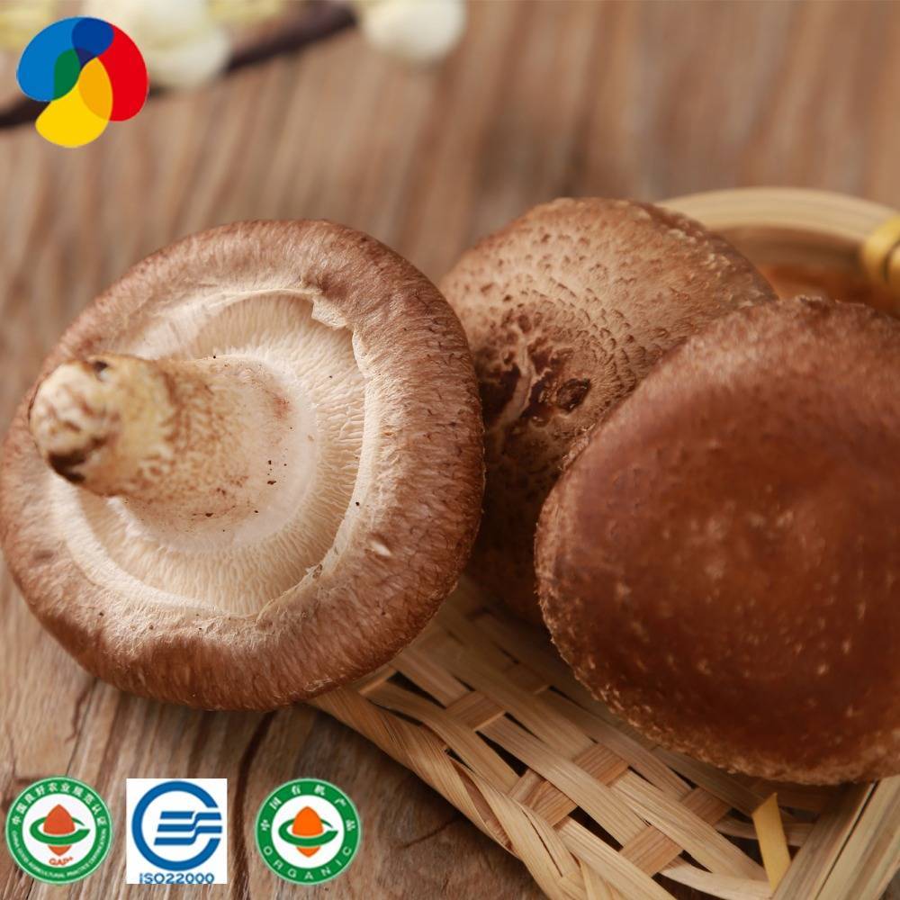 Factory Direct Sale Organic Mushroom Spawn / Logs For Mushroom Farm