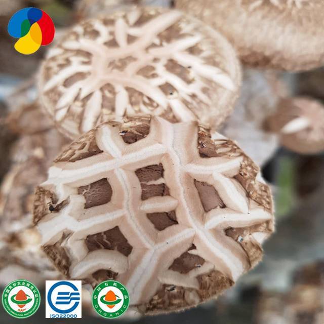 Factory Direct Sale Organic Mushroom Spawn / Logs For Mushroom Farm
