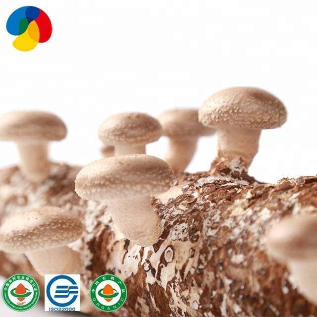 Qihe Fresh Organic Shiitake Mushroom Spawn With Good Service