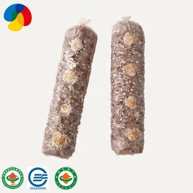 Qihe Fresh Organic Shiitake Mushroom Spawn With Good Service