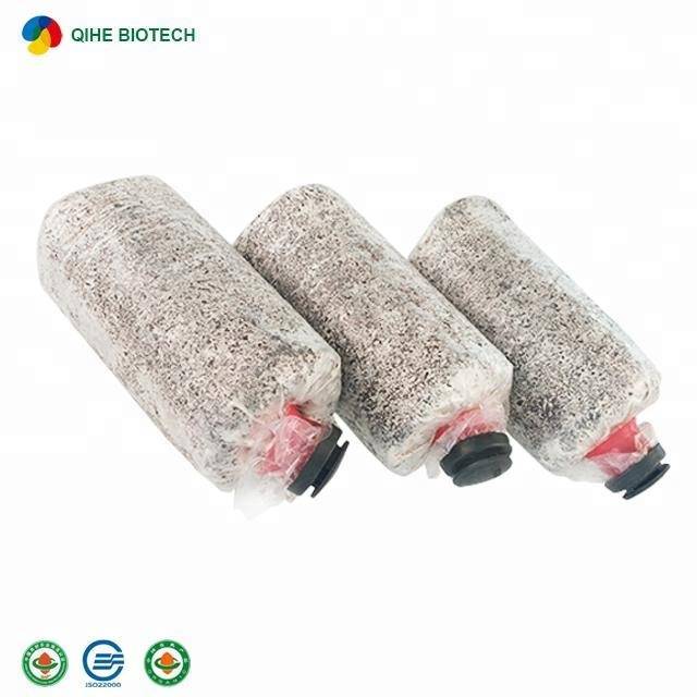 Qihe Cultivated High Quality Oyster Mushroom Spawn Bags