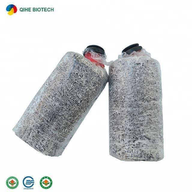 Qihe Cultivated High Quality Oyster Mushroom Spawn Bags
