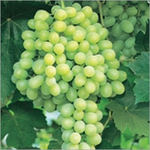 Common Thompson Seedless Grapes
