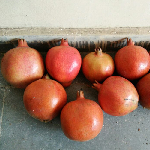 Common Red Pomegranate