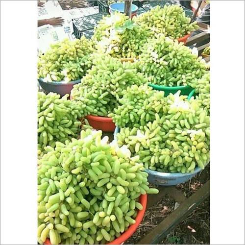 Common Seedless Green Grapes
