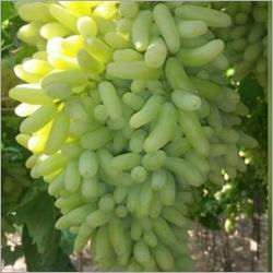 Common Seedless Green Grapes