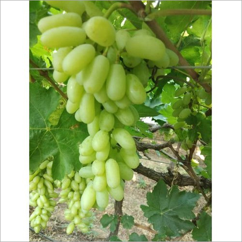 Common Seedless Grapes