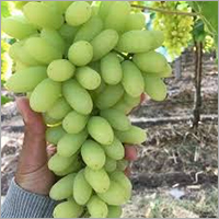Common Seedless Grapes