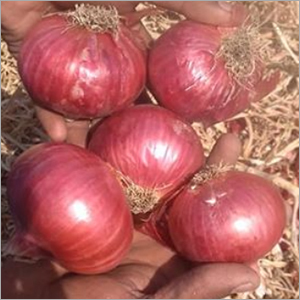 Fresh Red Onion Shelf Life: 1 Months