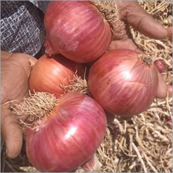 Fresh Red Onion Shelf Life: 1 Months