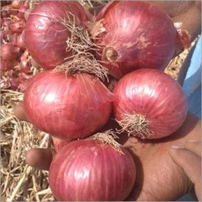 Fresh Red Onion Shelf Life: 1 Months