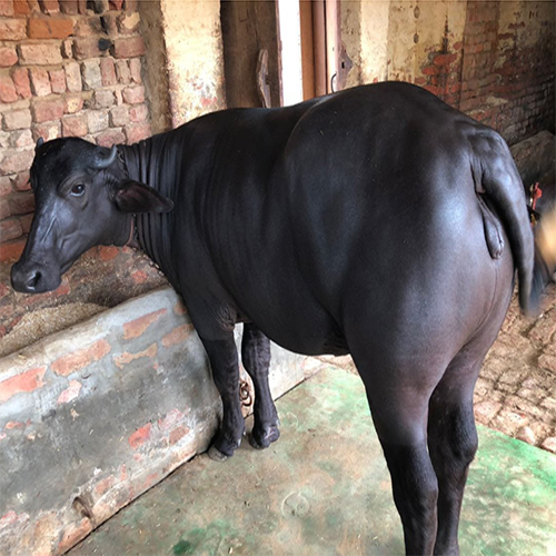 मुर्रा बछड़ा