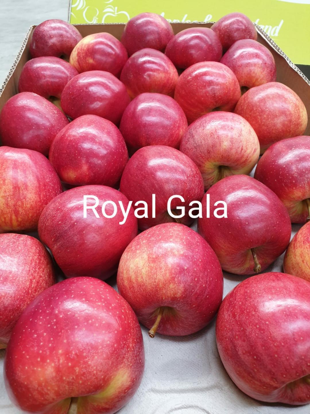 Imported Apple