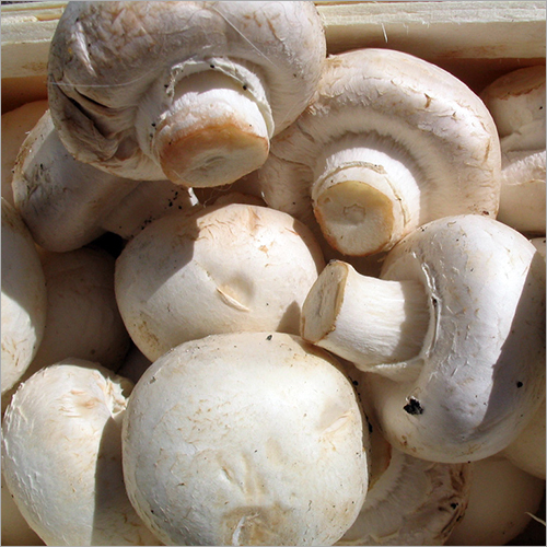 Fresh Mushroom - Protein and Fiber-Rich Superfood | Common Cultivation, Versatile Ingredient for the Food Industry
