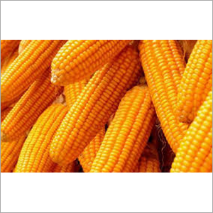 Yellow Corn