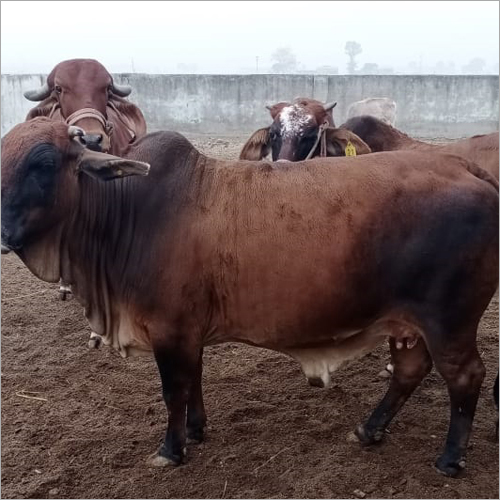 Haryanvi Jersey Cow