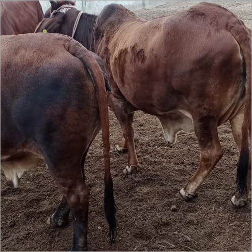 Haryanvi Jersey Cow