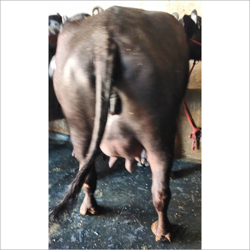 Black Murrah Buffalo - Pure Black Breed, Exceptional Quality Livestock For Optimal Dairy Production