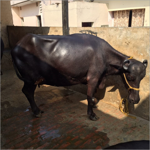 Black Murrah Buffalo - Pure Black Breed, Exceptional Quality Livestock For Optimal Dairy Production