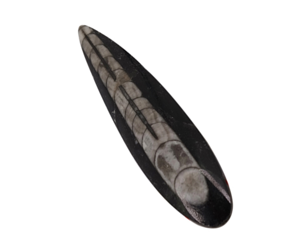 Black Powerful Synergy Orthoceras Gemstone