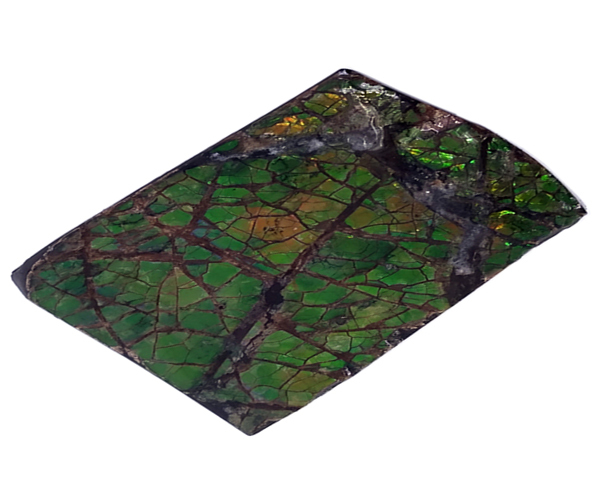 Multi Eye-catching Synergy Ammolite Gemstone