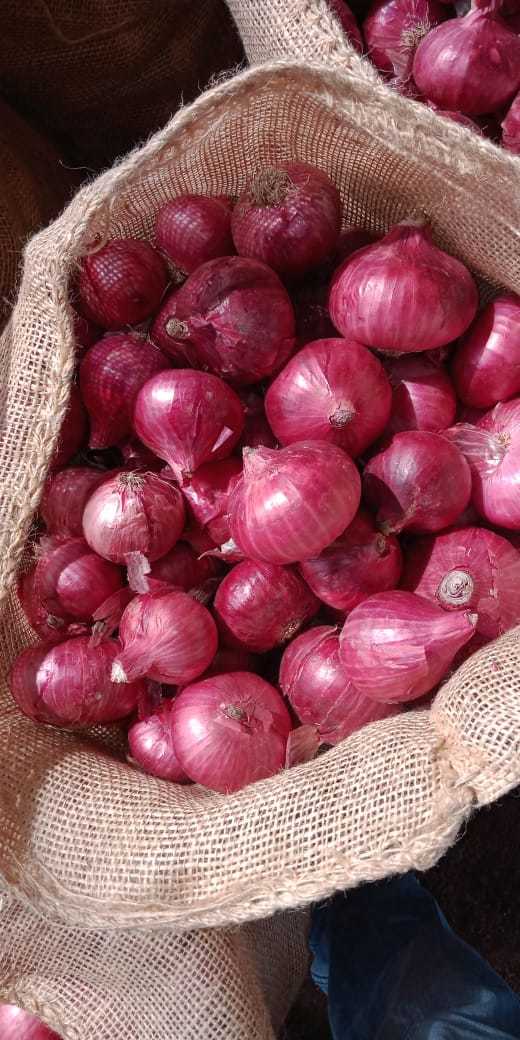 Fresh Onion - Medium Size, Round Shape | Firm Texture, Red Color, Packaged In Sack For Optimal Storage