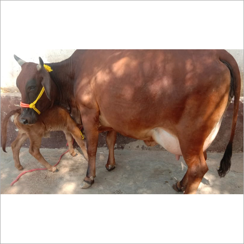 भूरी साहीवाल गाय