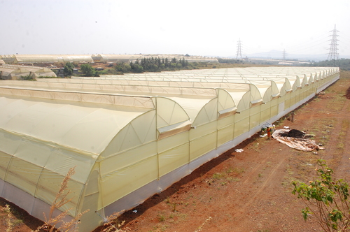 Green House Protected Cultivation