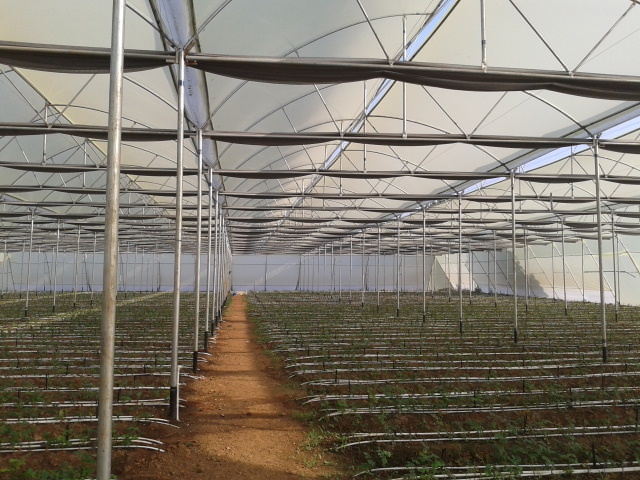 Green House - Gi Structure With Uv-based Frame, 100m Polythene Film Covering, Water Fogging Cooling System, Large Size With Transparent Lighting System | Features: Naturally Ventilated Design, Datalog Monitoring System, Includes Insect And Agro Shade Nets, Aluminum Swing Ante Room
