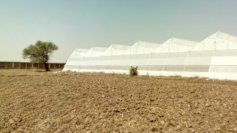 Green House - Gi Structure With Uv-based Frame, 100m Polythene Film Covering, Water Fogging Cooling System, Large Size With Transparent Lighting System | Features: Naturally Ventilated Design, Datalog Monitoring System, Includes Insect And Agro Shade Nets, Aluminum Swing Ante Room