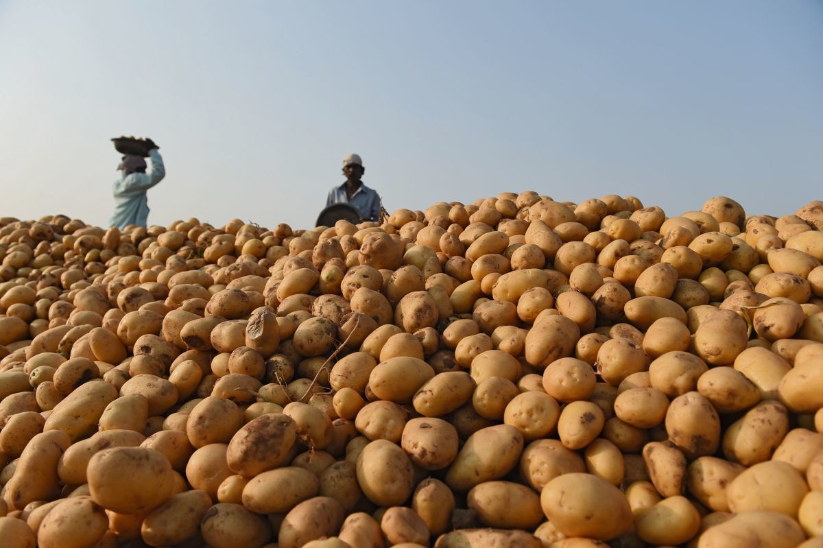 Organic Potatoes