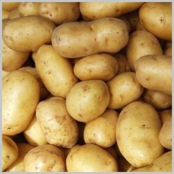 Fresh Potato