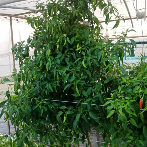 Green Chilli Kitchen Garden