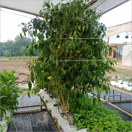 Green Chilli Kitchen Garden