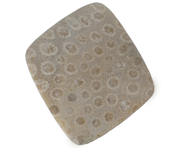 Exquisite Energy Fossil Gemstone - Free Size 22.9 Grams, Natural Gray Brown Color, Oiled Finish