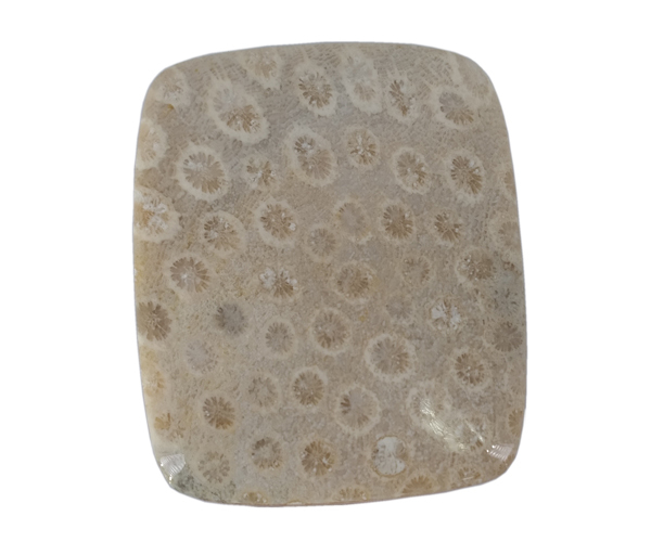 Exquisite Energy Fossil Gemstone - Free Size 22.9 Grams, Natural Gray Brown Color, Oiled Finish