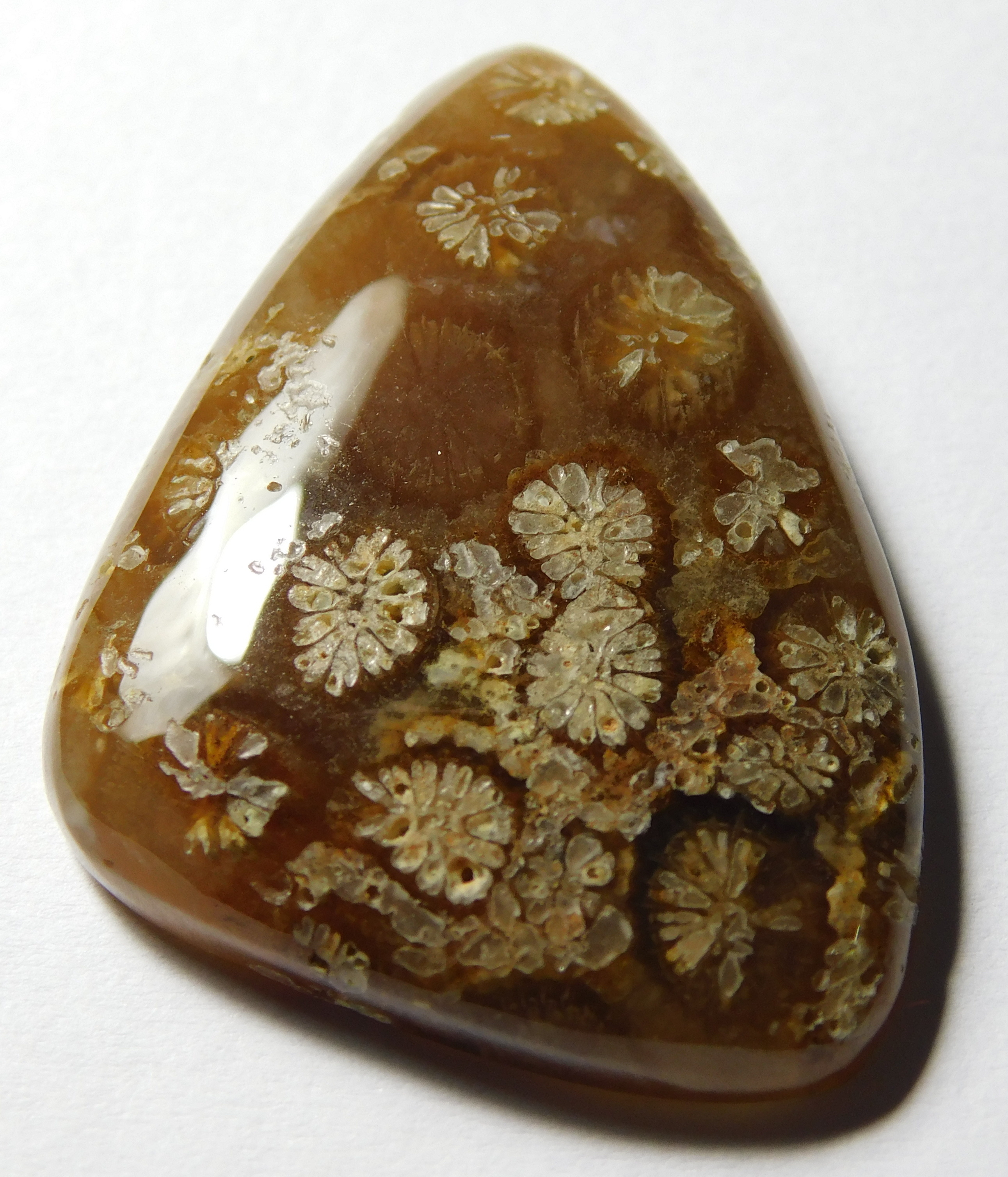 Fossil Coral Grade: Excellent